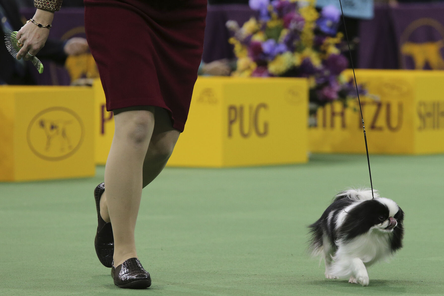 Dog Show